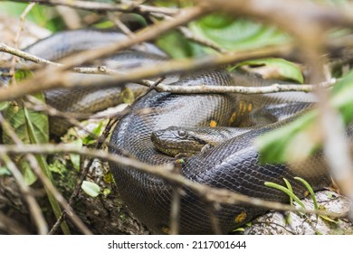 887 Anaconda rainforest Images, Stock Photos & Vectors | Shutterstock