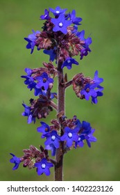 Wild Anchusa Azurea Blue Flowers