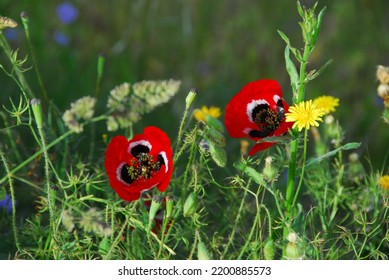 Wild Anemone Flower Blossom Outdoors