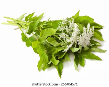 Wild Angelica Flower On White Background