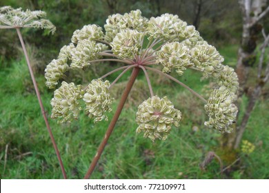 Wild Angelica Plant