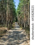 Wild angle view at the pine trees in forest