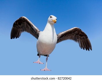 Wild angry seagull isolated on blue background