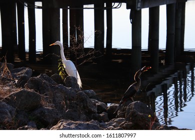 Wild Anhinga Bird In Reflecting Water After Catching Large Fish And Positioning To Swallow And Eat It Whole.