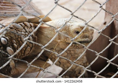 Wild Animal In A Cage, Turtle In Cage