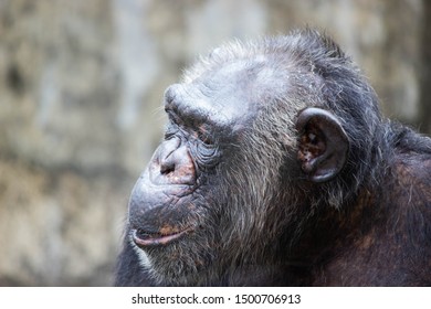 Wild Animal Can Find Zoo Stock Photo 1500706913 | Shutterstock