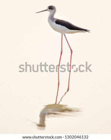 Similar – Image, Stock Photo bird Beautiful Ocean