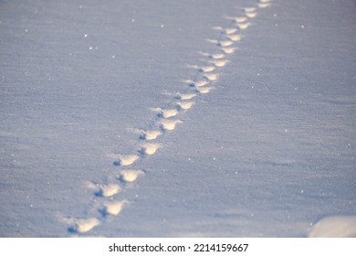 Wild Animal Footprints In The Snow In The Winter Forest.