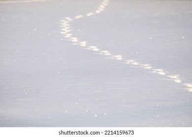 Wild Animal Footprints In The Snow In The Winter Forest.