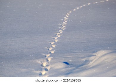 Wild Animal Footprints In The Snow In The Winter Forest.