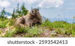 Wild animal. Groundhog on lawn. Rodent animal woodchuck. Rodent marmot animal. Wildlife nature. Marmot capybara. Furry capybara. Marmot wild groundhog. Woodchuck rodent. Capybara in the park