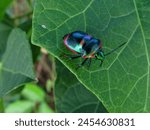 Wild animal hibiscus harlequin bug with the scientific name tectocoris diophthalmus on a leaf