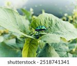 Wild animal hibiscus harlequin bug.