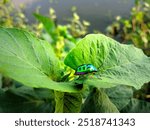 Wild animal hibiscus harlequin bug.