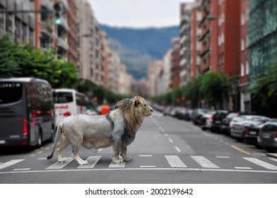 Wild Animal Lion In Downtown Of Big City. City Scape Collage Withtown Wild Animal Concept.