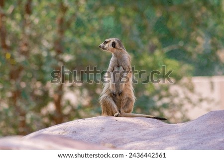 Wild animal Meerkat looking arround