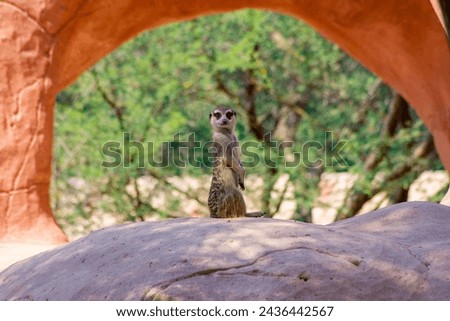 Wild animal Meerkat looking arround