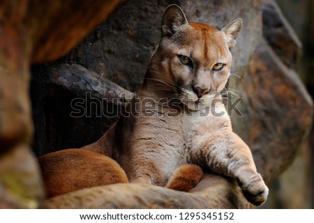 Wild animal in the mountain. Wild big cat Cougar, Puma concolor, hidden portrait of dangerous animal with stone, USA. Wildlife scene from nature. Mountain Lion in rock habitat.