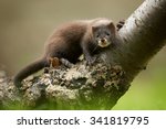 Wild animal protection project: Close up European mink, Mustela lutreola, Critically Endangered animal  on a  branch against green blurred background. Europe, Czech republic.