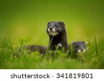 Wild animal protection project: Isolated Two European minks, Mustela lutreola, Critically Endangered animals in a green grass against green blurred background. Low angle photo. Europe, Czech republic.