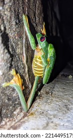 Wild Animal, Quepos, Costa Rica