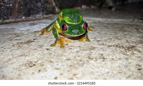 Wild Animal, Quepos, Costa Rica