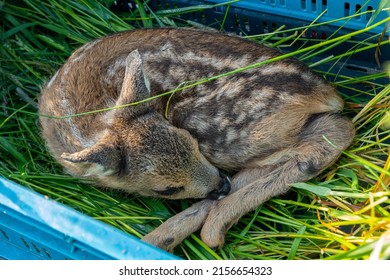 wild animal rescue, small deer fawn will mow in front of the meadow, tractor brought to safety