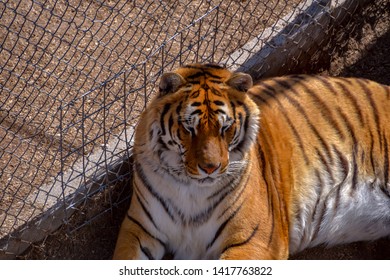 The Wild Animal Sanctuary, Keenesburg, CO / USA - 25 May 2019
Tiger Resting In Its Enclosure At The Wild Animal Sanctuary