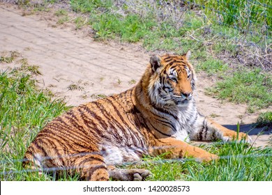 The Wild Animal Sanctuary, Keenesburg, CO / USA - 25 May 2019
Tiger Chilling In It's Large Enclosure.