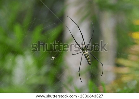 wild animal spider Build web traps to catch insects for food.