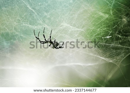 Wild animal spider build web traps