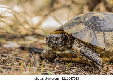 Wild Animal Turtle Portrait Forest Outdoor Stock Photo 1211647843 ...