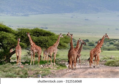 Wild Animals Of Africa, A Herd Of Giraffes Crossing The Road In The Serengeti Reserve.