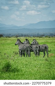 Wild animals in Africa. Safari in Tanzania. Photo of wild African animals. A lion. Elephant. Giraffe. Zebra. Monkey. Behemoths. Roe deer. Wild nature. - Shutterstock ID 2270775379