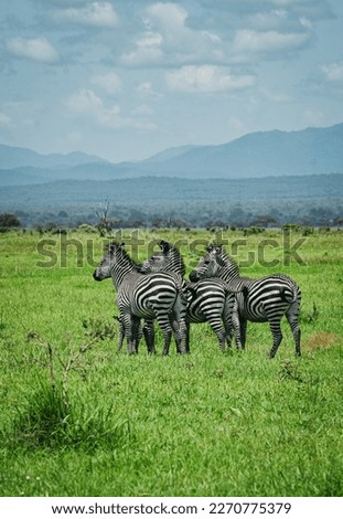 Wild animals in Africa. Safari in Tanzania. Photo of wild African animals. A lion. Elephant. Giraffe. Zebra. Monkey. Behemoths. Roe deer. Wild nature.