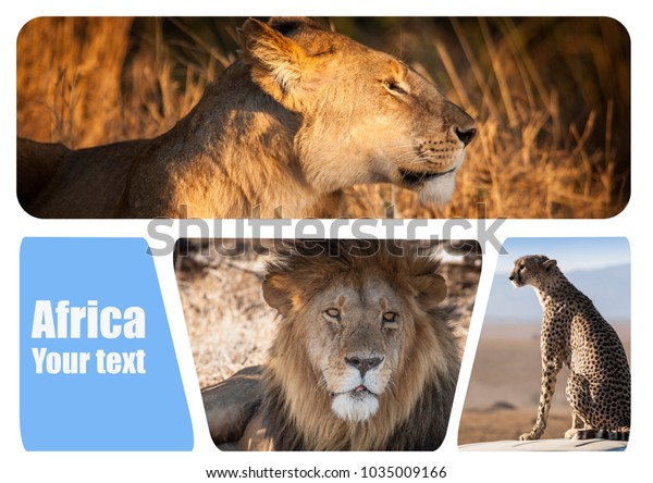 Wild animals in\
Africa. South Africa. African lion. Safari with lions. National\
parks with wild animals. The leopard is sitting on the car. Kenya.\
Collage with predators.