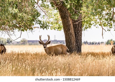 Wild Animals In Commerce City Colorado