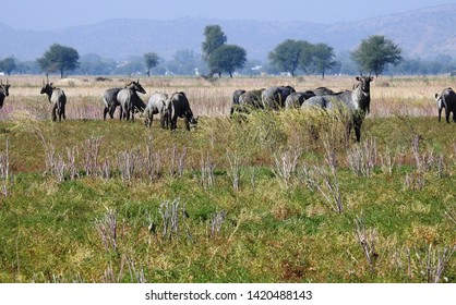 Destroyed Crop High Res Stock Images Shutterstock