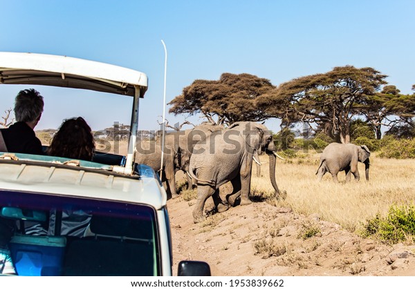  Wild\
animals are freely available. Car adventure for avid tourists. Herd\
of wild elephants grazes at the foot of Mount Kilimanjaro. Magical\
journey to Africa. Kenya. Amboseli.\
