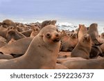 Wild animals. Harbor seals resting at the Cape Cross seal colony in Namibia, Africa. 