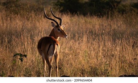 Wild Animals In Kenyan Safari.