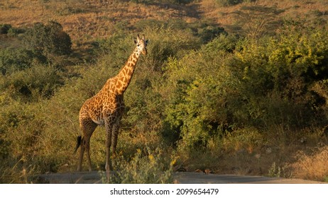 Wild Animals In Kenyan Safari.