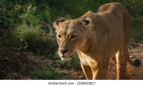 Wild Animals In Kenyan Safari.