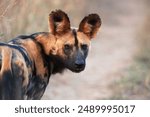 Wild Animals: Leopard, African wild dogs, Elephants, Rhino, Zebra, Lioness Lion, Crocodile, Antilope, Buffalo, 