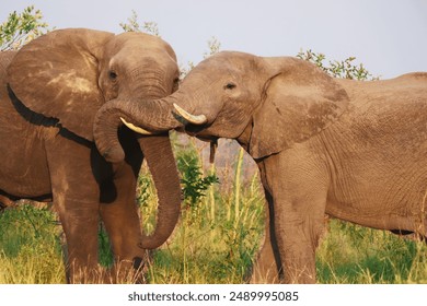 Wild Animals: Leopard, African wild dogs, Elephants, Rhino, Zebra, Lioness Lion, Crocodile, Antilope, Buffalo,  - Powered by Shutterstock