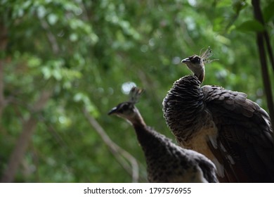 English Name Great Cormorant Sinhala Name Stock Photo (Edit Now) 1430551256