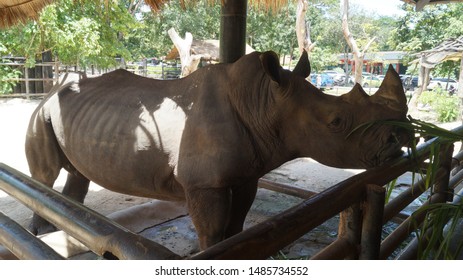 Elephant Family Thailand Zoo Stock Photo (Edit Now) 1159793482