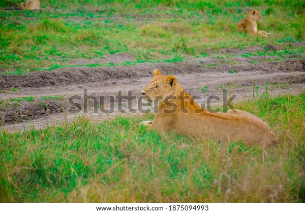 Wild Animals Nature Safari
Wildlife