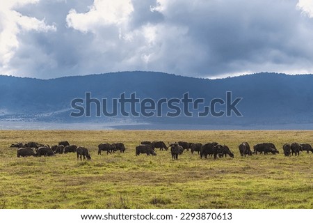 Wild animals in Ngorongoro National Park. Ngorongoro Crater conservation area. Safari in Tanzania, Africa