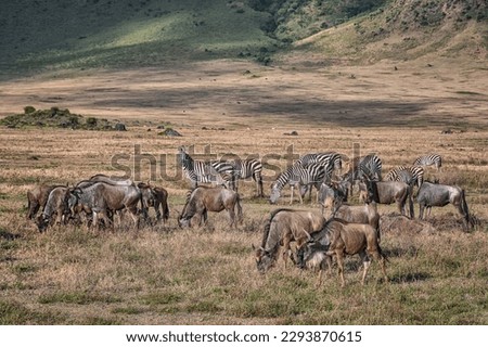Wild animals in Ngorongoro National Park. Ngorongoro Crater conservation area. Safari in Tanzania, Africa